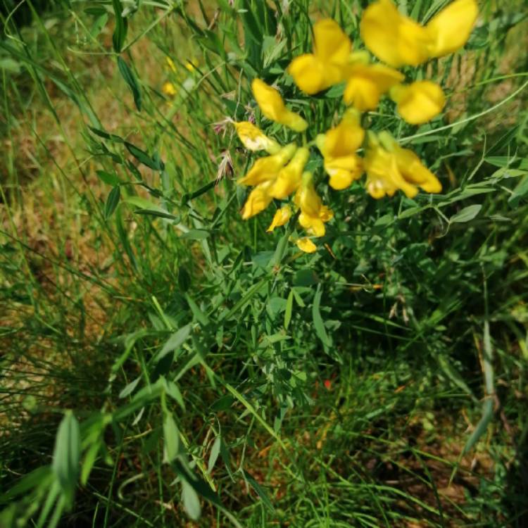plant image 1327621