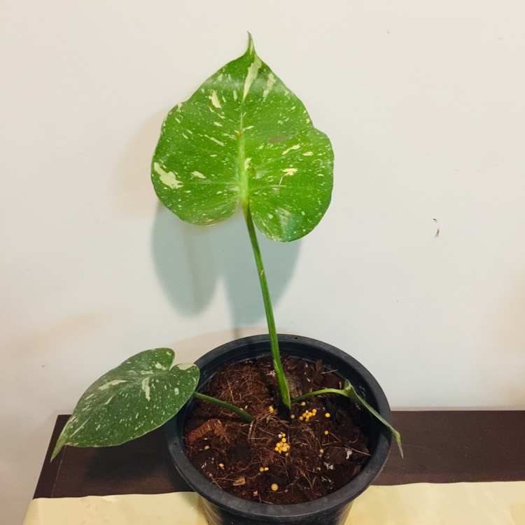 Plant image Monstera deliciosa 'Thai Constellation'