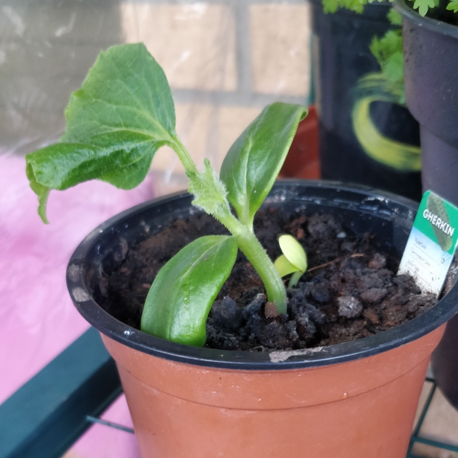 plant image 1076716