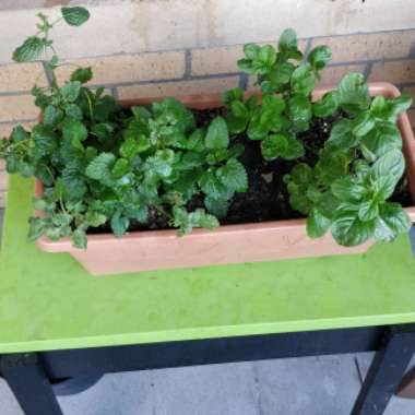 Iseult's garden