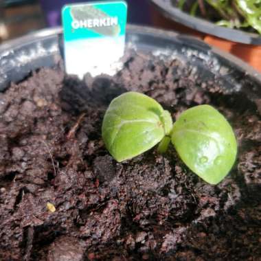 West Indian Gherkin