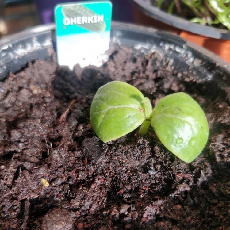 Plant image Cucumis Anguria