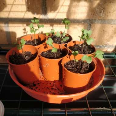 Broccoli 'Purple Sprouting'
