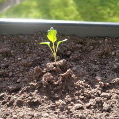 Broccoli 'Purple Sprouting'