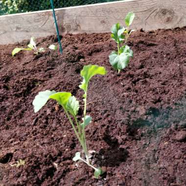 Broccoli 'Purple Sprouting'