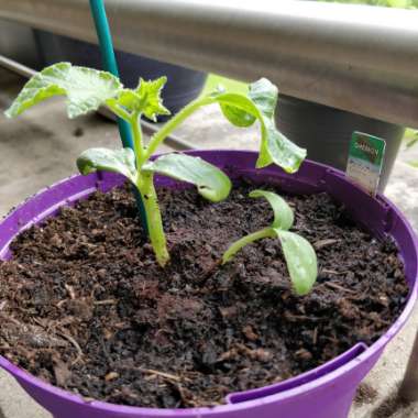 West Indian Gherkin