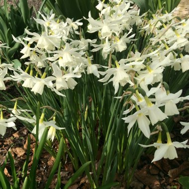 Ishbel's garden