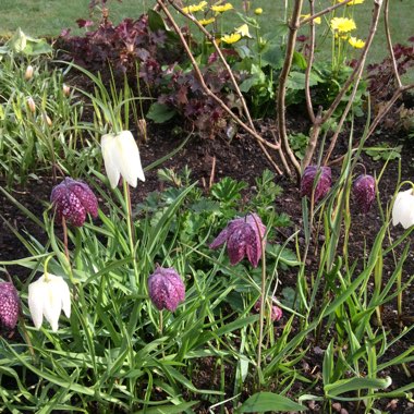 Ishbel's garden