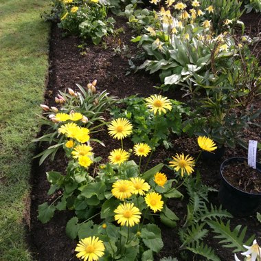Ishbel's garden