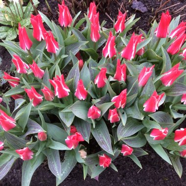 Ishbel's garden