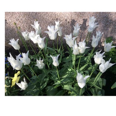 Ishbel's garden