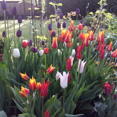 Ishbel's garden