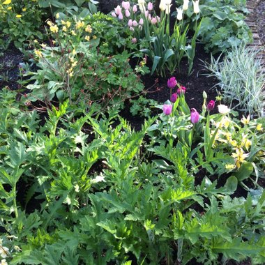 Ishbel's garden