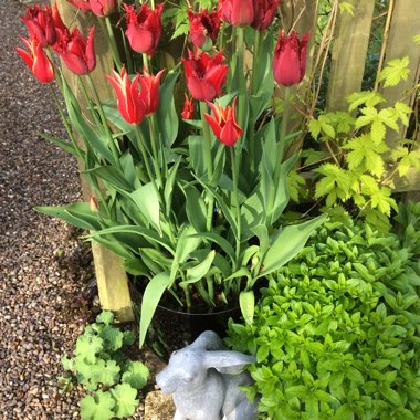 Ishbel's garden