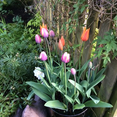 Ishbel's garden