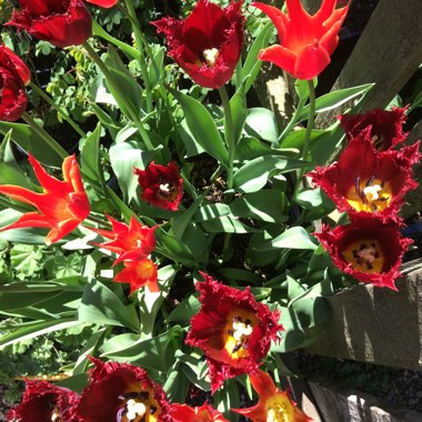 Ishbel's garden