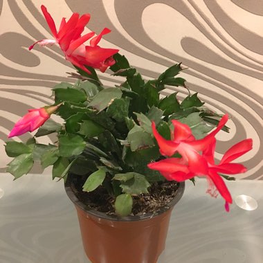 Schlumbergera truncata