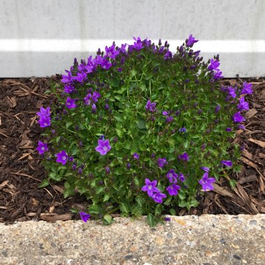 Campanula portenschlagiana 'Hoffmann Blue'