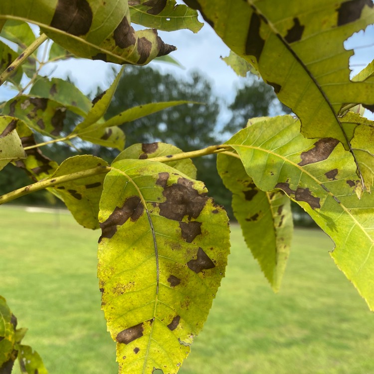 Plant image Carya Illinoinensis