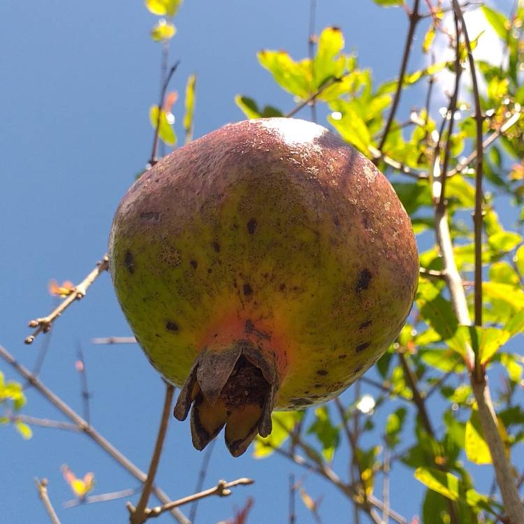 Plant image Punica granatum