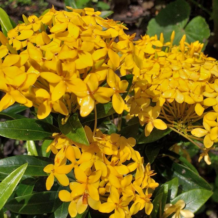 Plant image Ixora coccinea