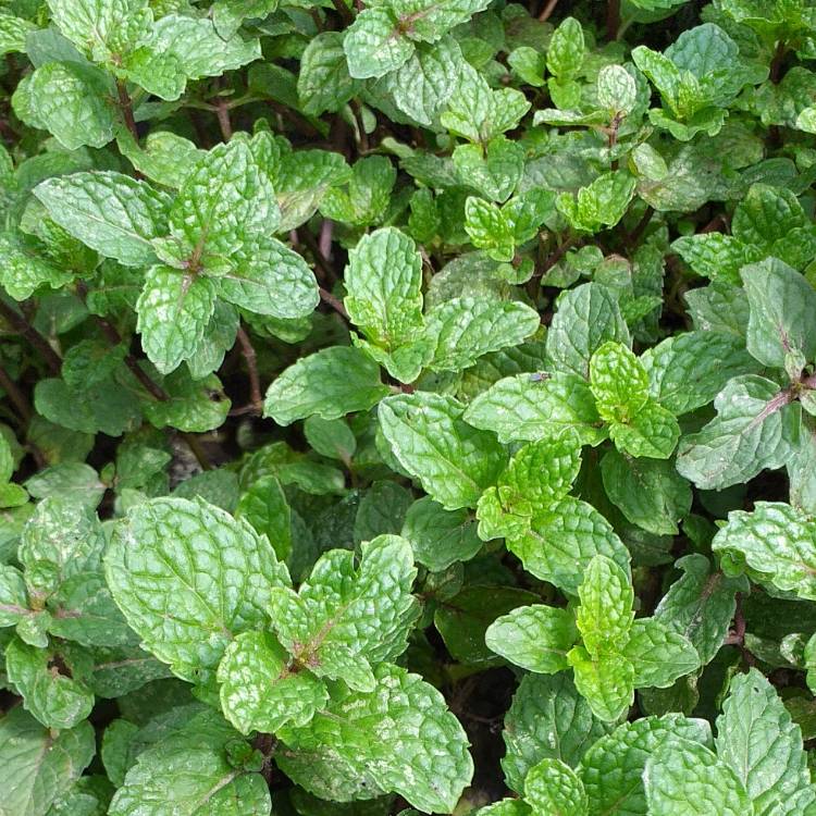 Plant image Mentha