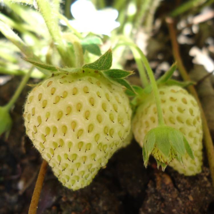 Plant image Fragaria x ananassa 'Cambridge Favourite'