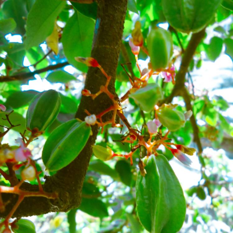 plant image 1166934