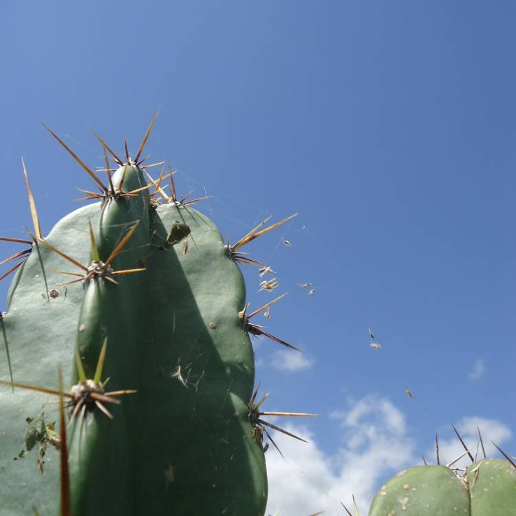 Plant image Trichocereus