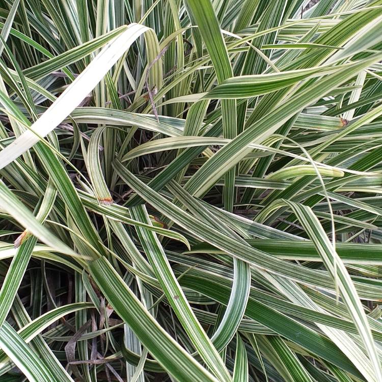 Plant image Carex