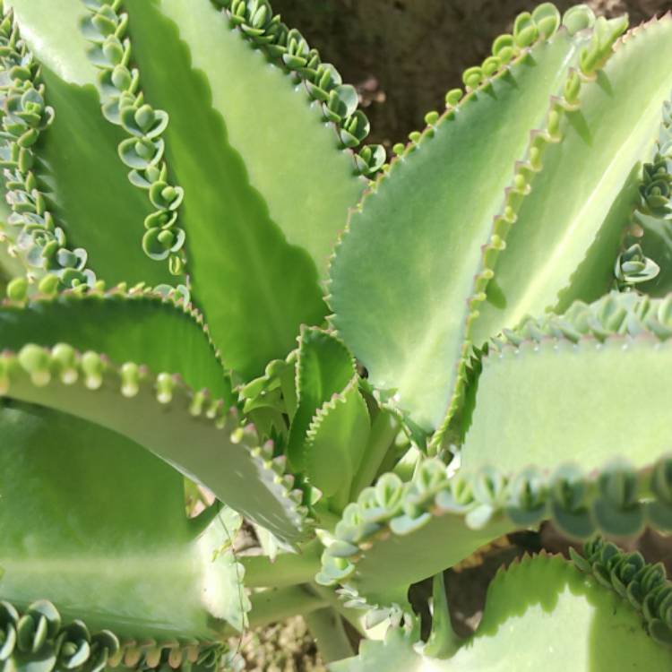 Plant image Kalanchoe laetivirens