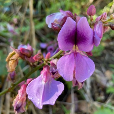 Islayne's garden