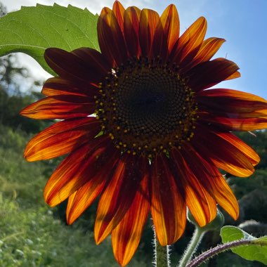 Islayne's garden