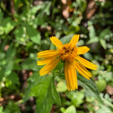 Islayne's garden
