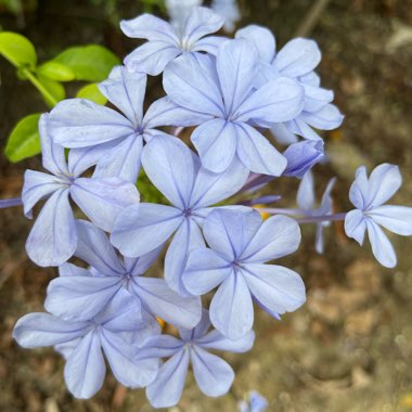 Islayne's garden