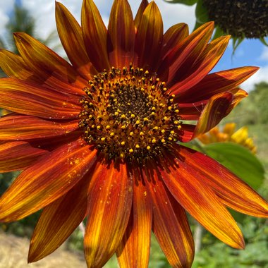 Islayne's garden
