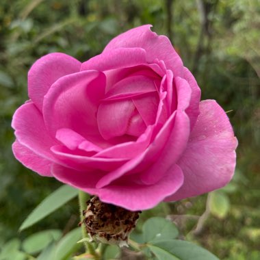 Islayne's garden