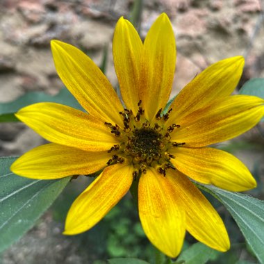 Islayne's garden