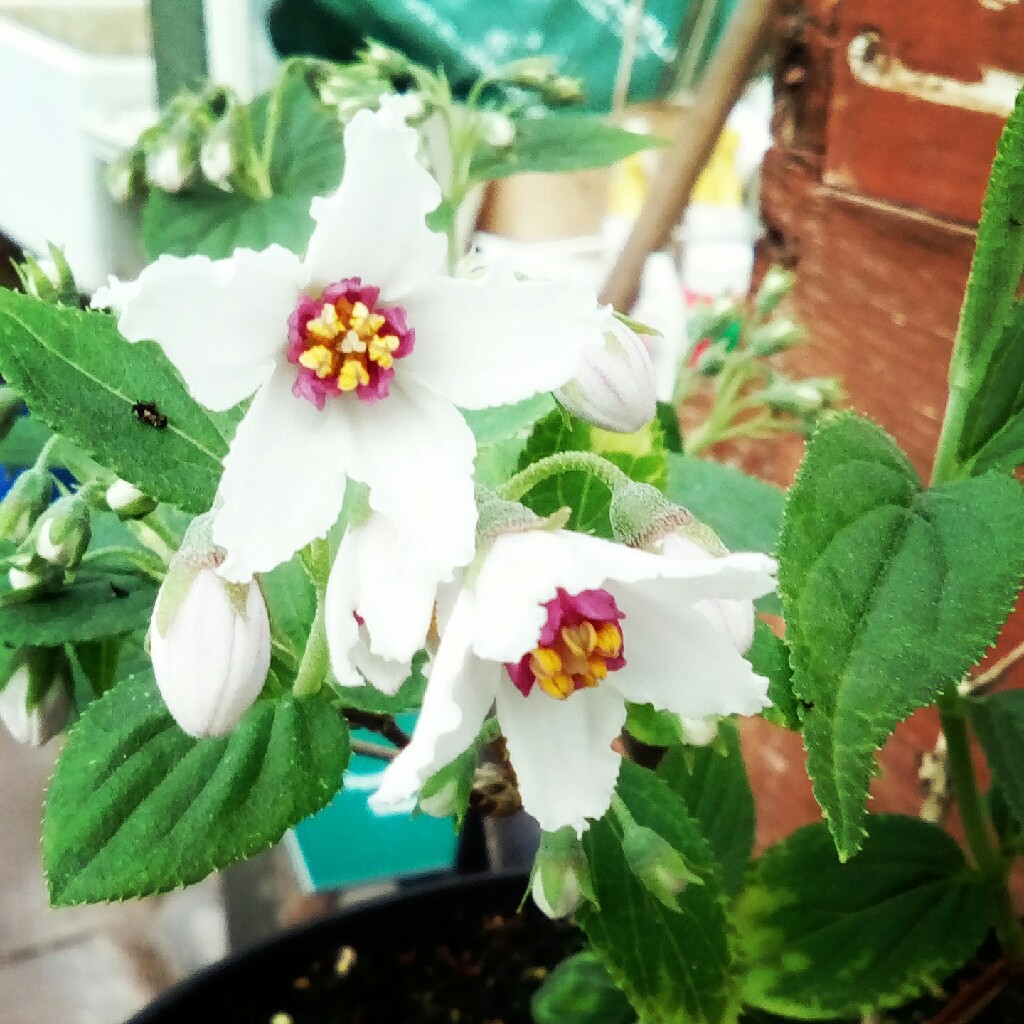plant image 47362