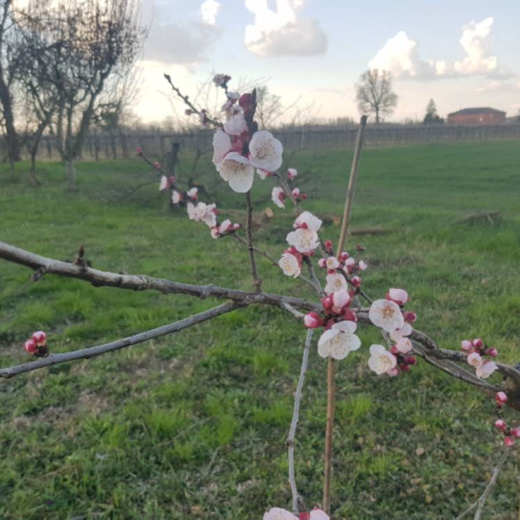 Plant image Prunus armeniaca