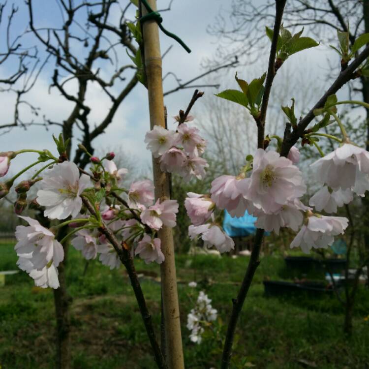 plant image 649583