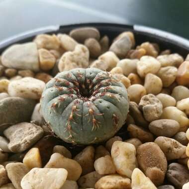 Frailea Castanea