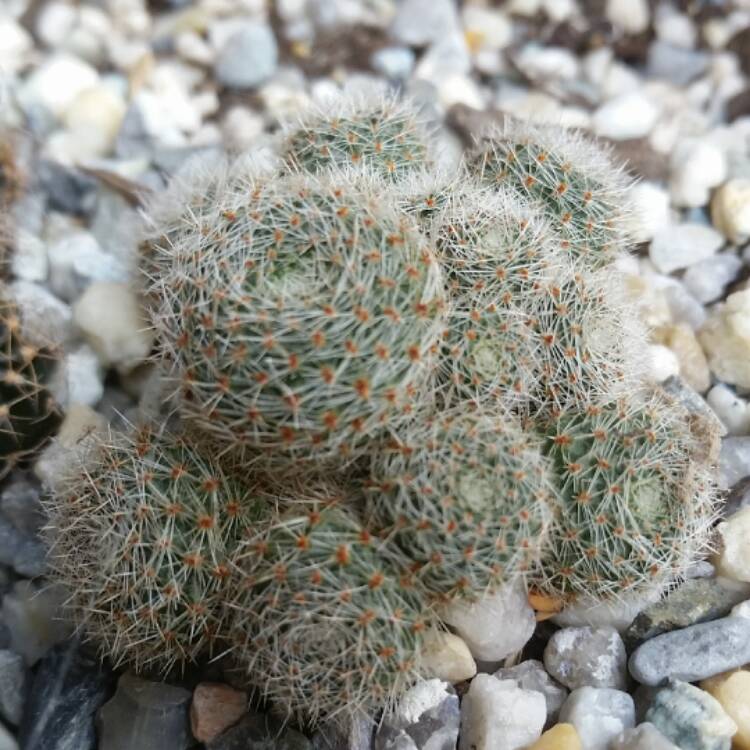 Plant image Rebutia heliosa syn. Aylostera heliosa