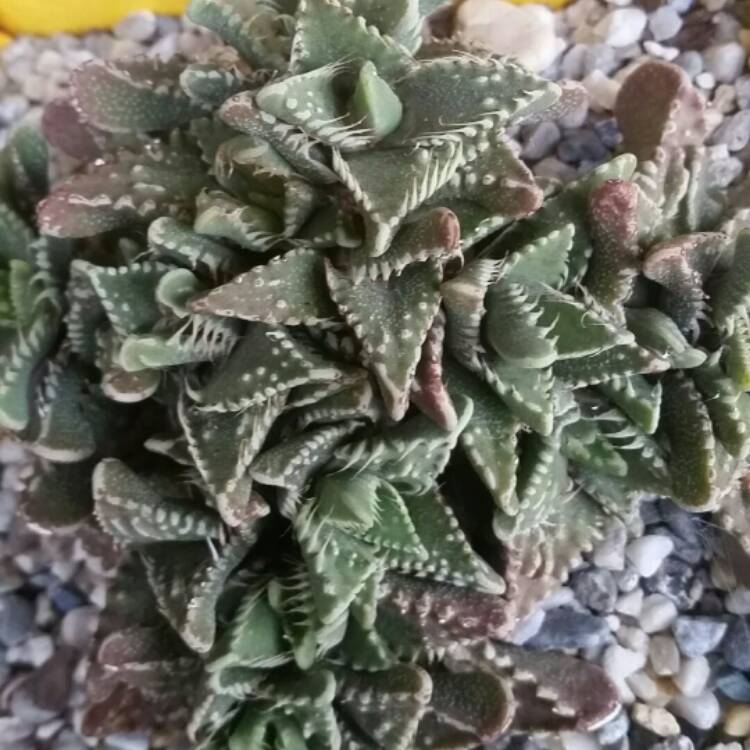 Plant image Faucaria Albidens