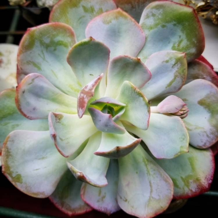 plant image 749708