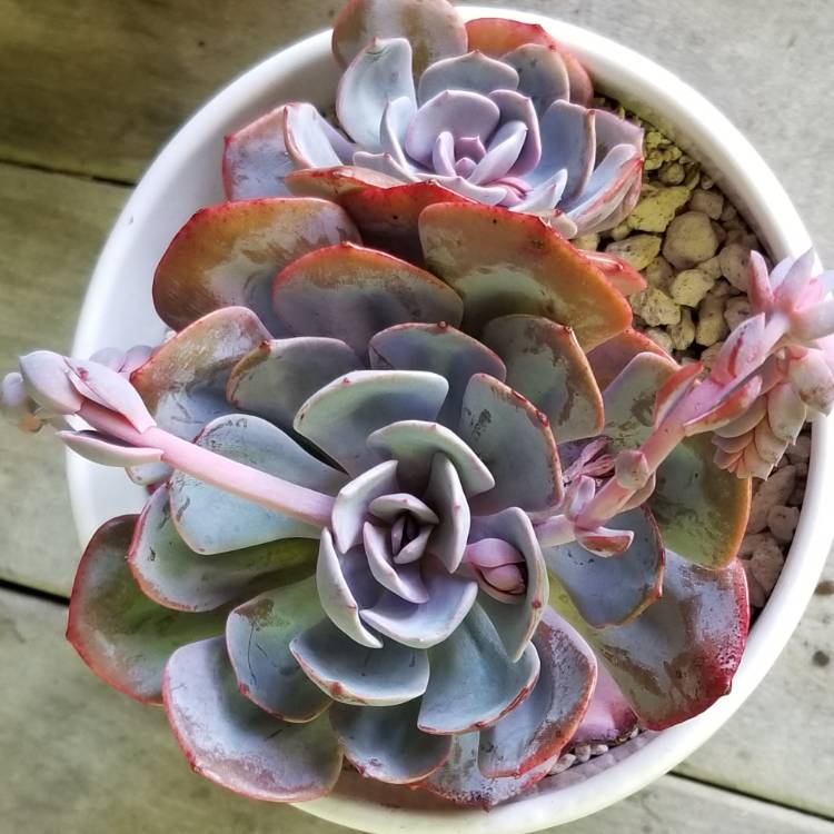 plant image 764529