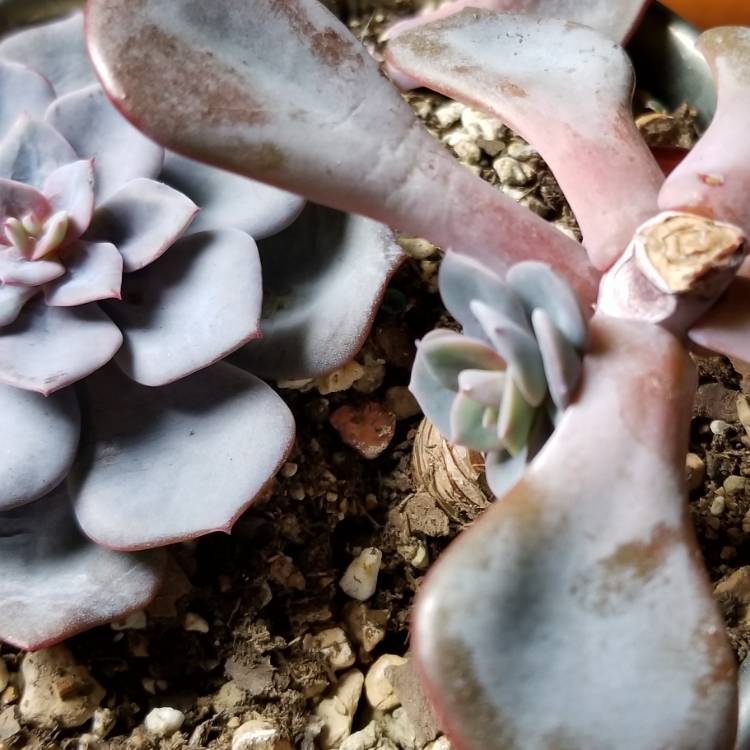 plant image 911582