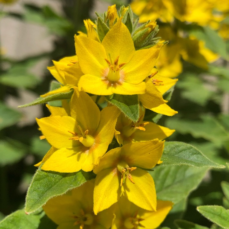 plant image 1317565