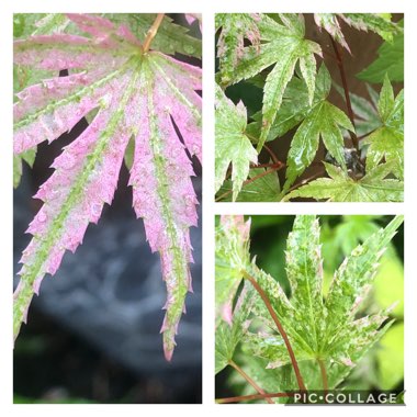 Acer palmatum
