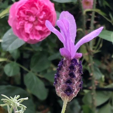 Lavandula 'Regal Splendour'